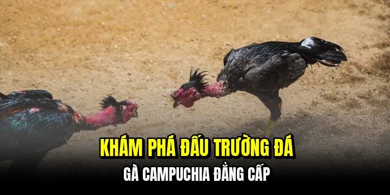 Đá Gà Campuchia - Sảnh Đấu Đỉnh Cao Số 1 Hiện Nay Tại C168 5 Khám phá đấu trường đá gà Campuchia đẳng cấp